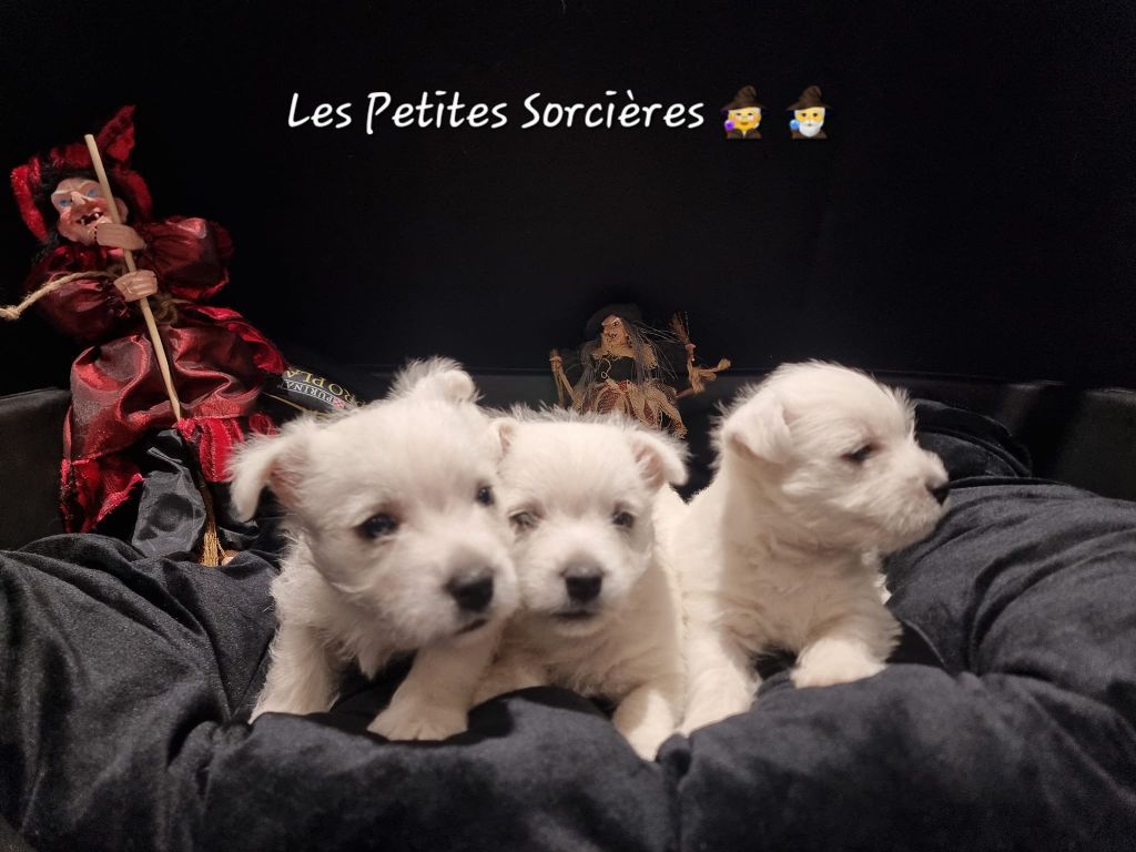 Des Petites Sorcières - Chiot disponible  - West Highland White Terrier