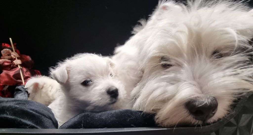 Des Petites Sorcières - Chiot disponible  - West Highland White Terrier