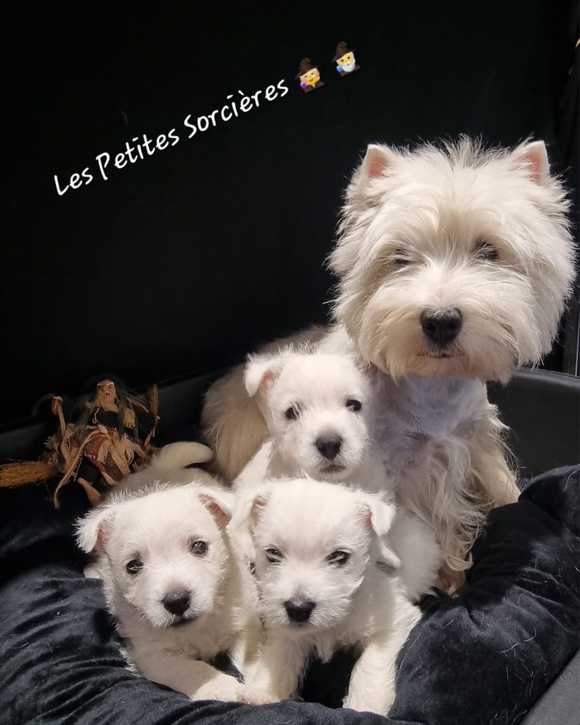 Des Petites Sorcières - Chiot disponible  - West Highland White Terrier