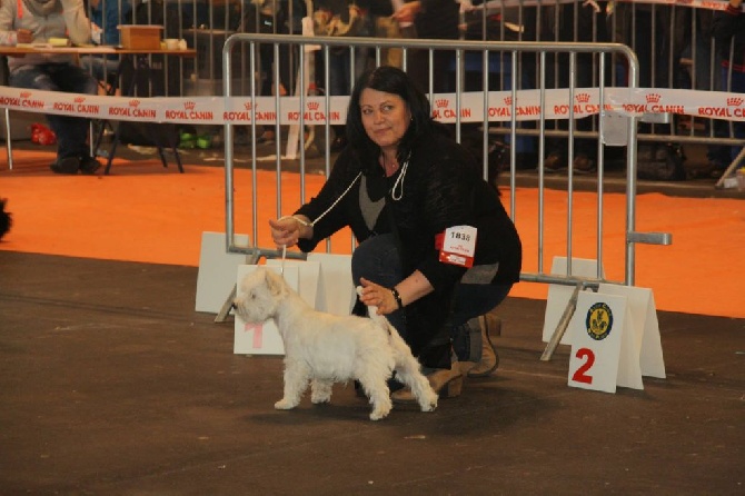 Des Petites Sorcières - CACIB AMIENS 04/20104