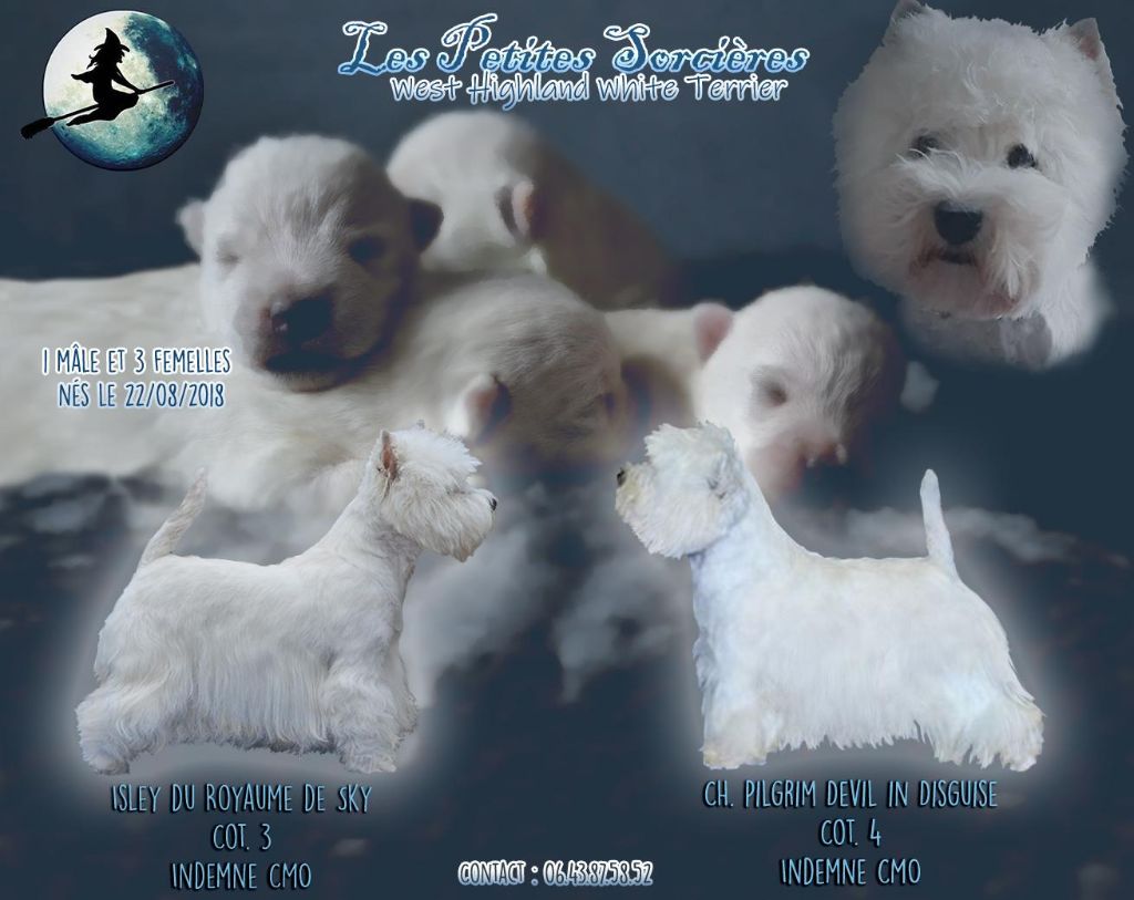 Des Petites Sorcières - Chiot disponible  - West Highland White Terrier