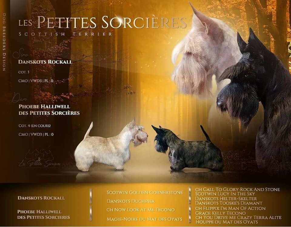 Des Petites Sorcières - Chiot disponible  - Scottish Terrier