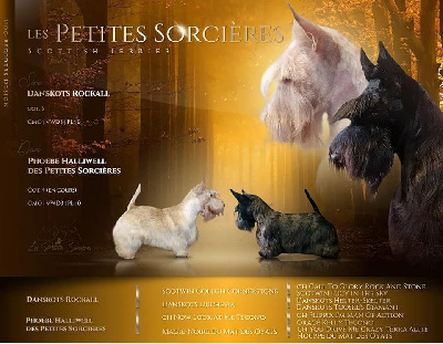 Des Petites Sorcières - Scottish Terrier - Portée née le 10/04/2023
