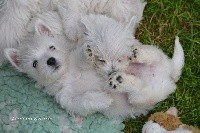 Des Petites Sorcières - West Highland White Terrier - Portée née le 24/03/2019