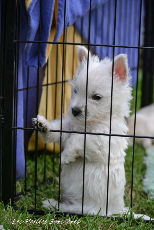 Des Petites Sorcières - Chiot disponible  - West Highland White Terrier