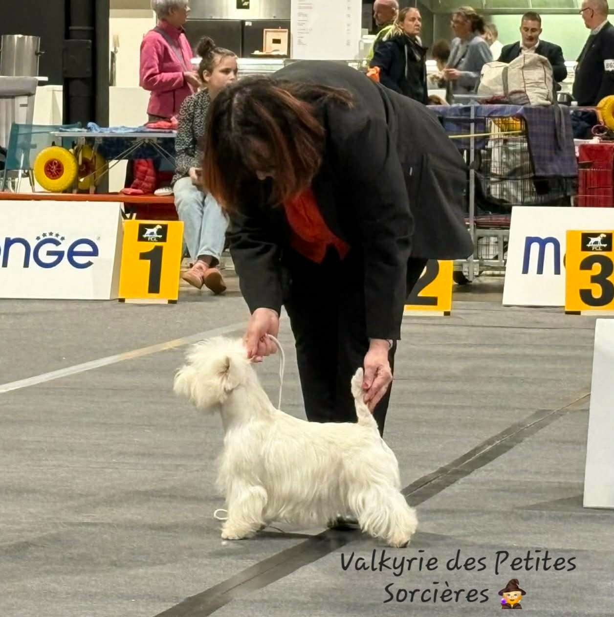 Valkyrie Des Petites Sorcières