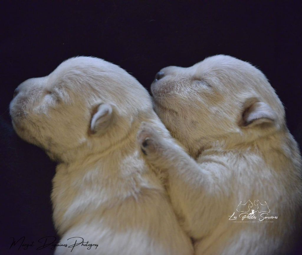 Des Petites Sorcières - Chiots disponibles - West Highland White Terrier