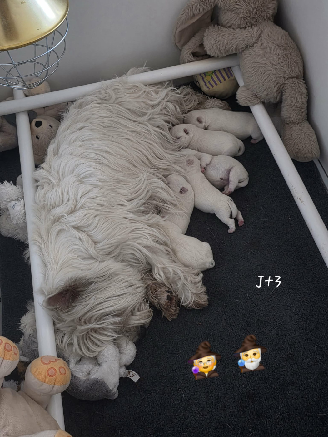 Chiot West Highland White Terrier Des Petites Sorcières