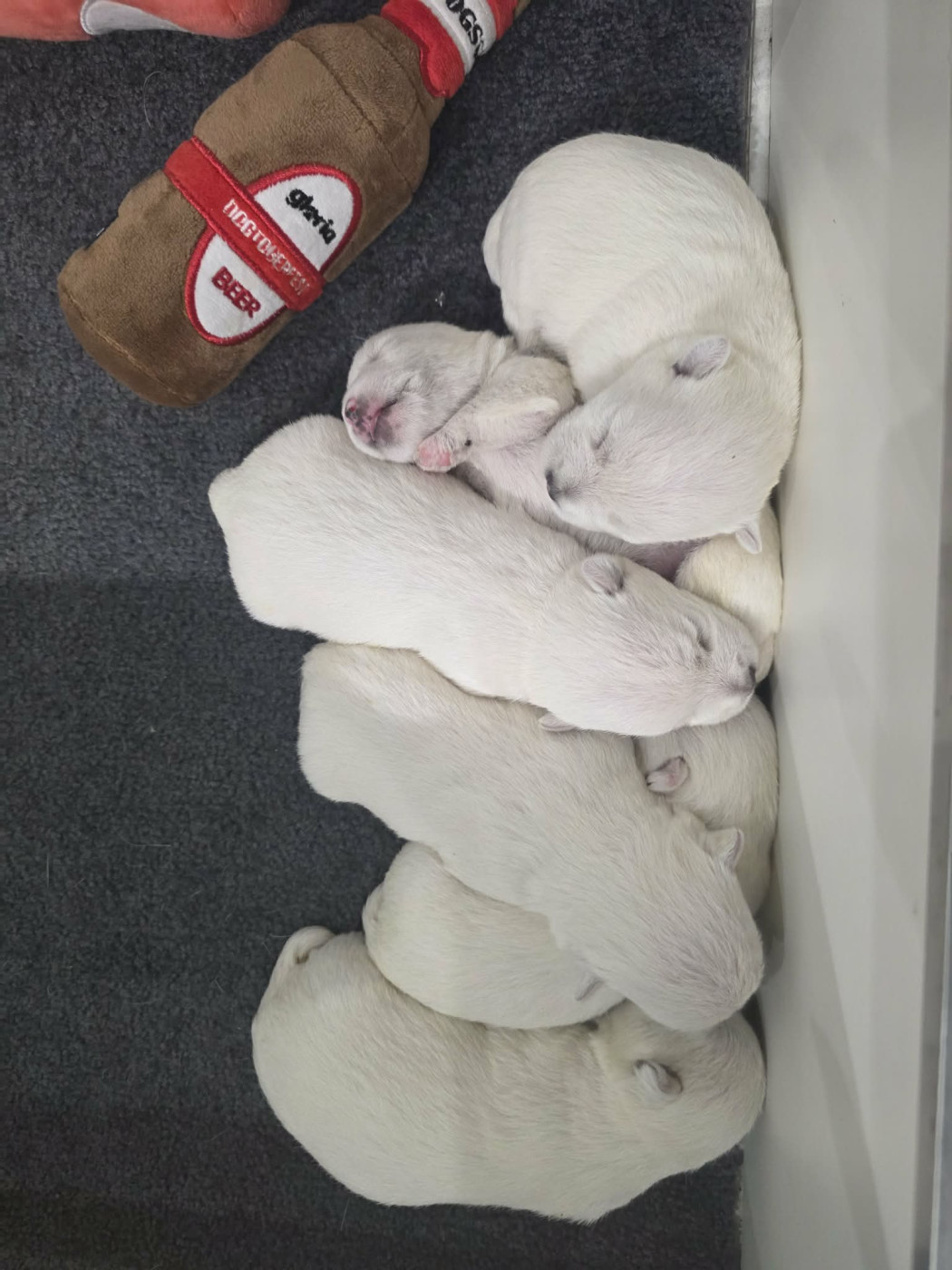 Des Petites Sorcières - Chiots disponibles - West Highland White Terrier