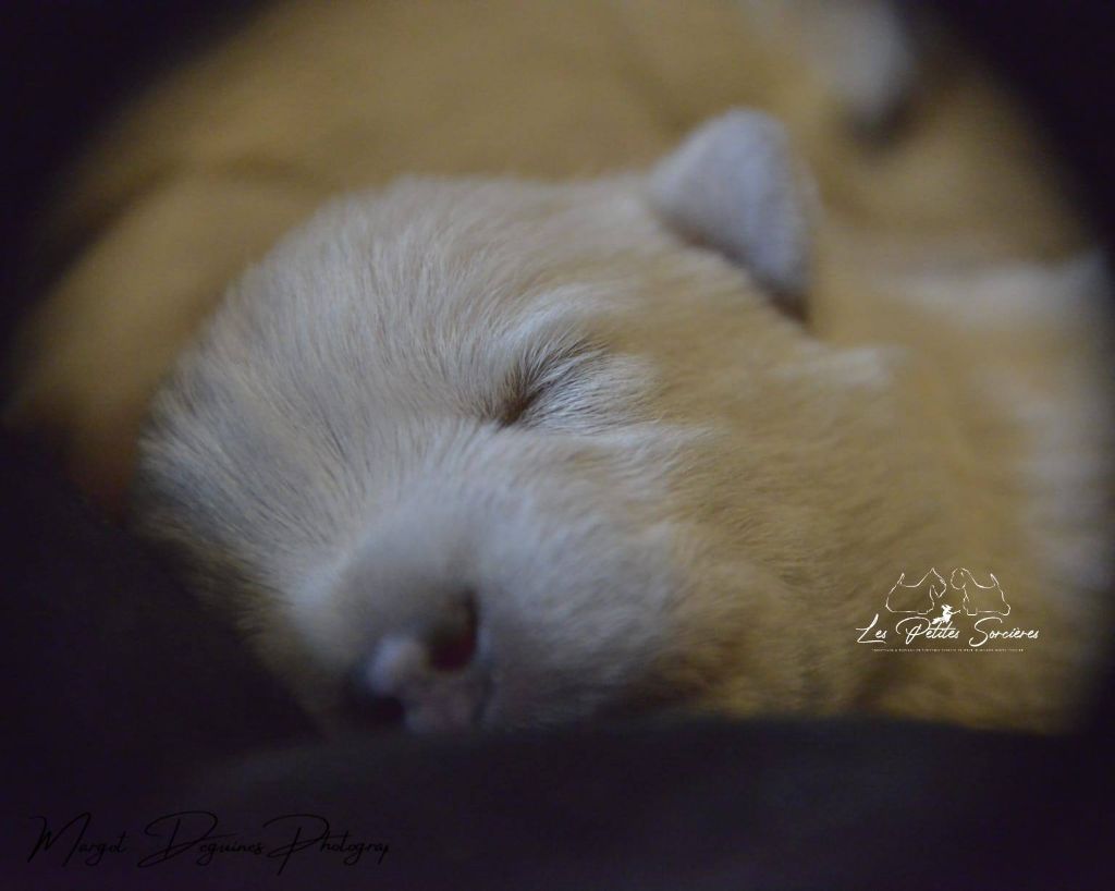 Des Petites Sorcières - Chiots disponibles - West Highland White Terrier
