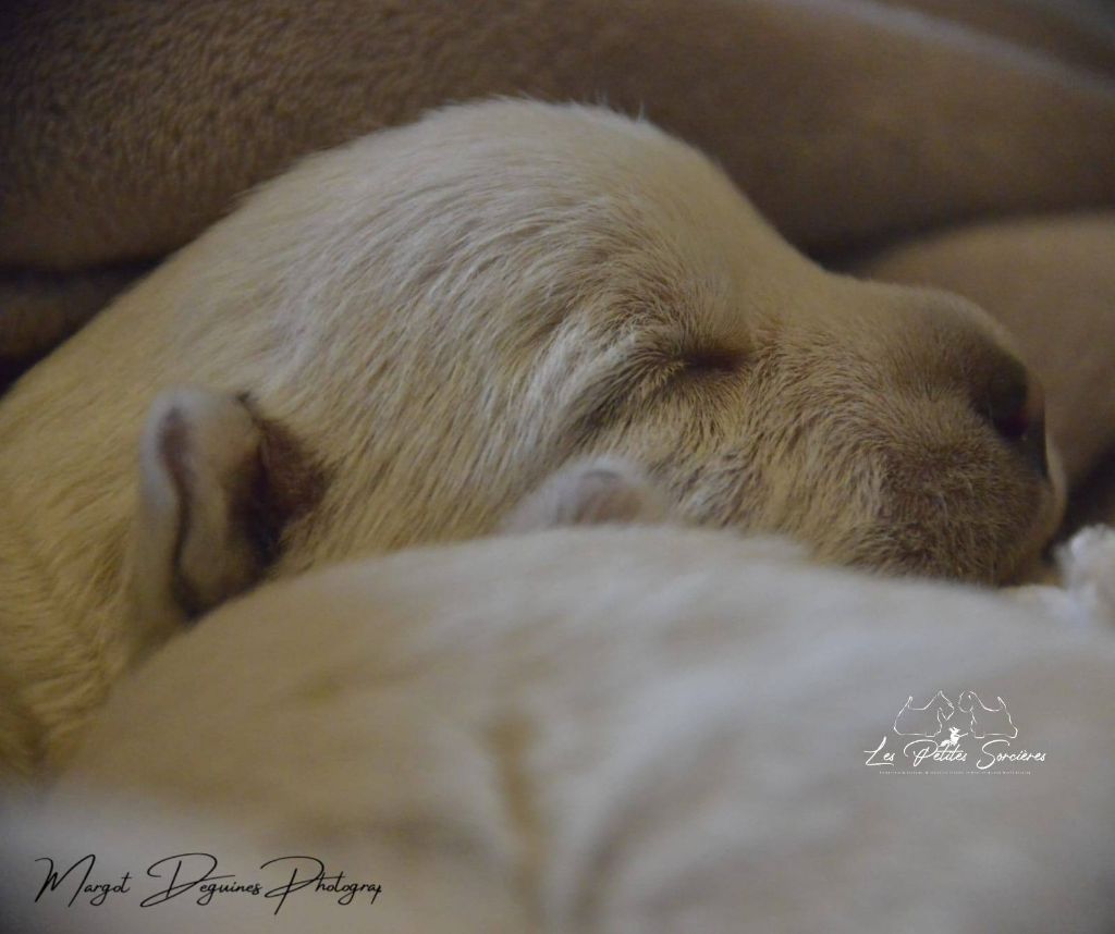 Des Petites Sorcières - Chiots disponibles - West Highland White Terrier