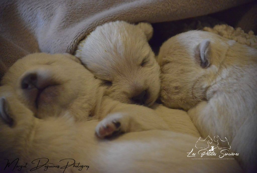Des Petites Sorcières - Chiots disponibles - West Highland White Terrier