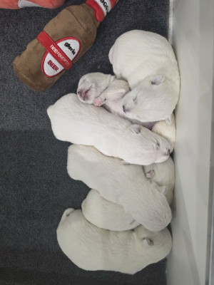 Chiot N°6