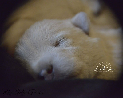 CHIOT 3