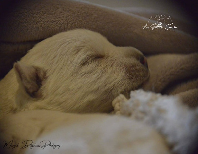 CHIOT 5