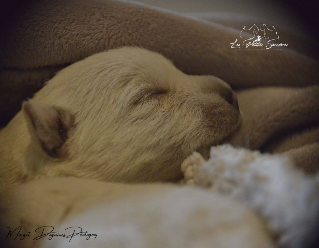 Des Petites Sorcières - Chiots disponibles - West Highland White Terrier